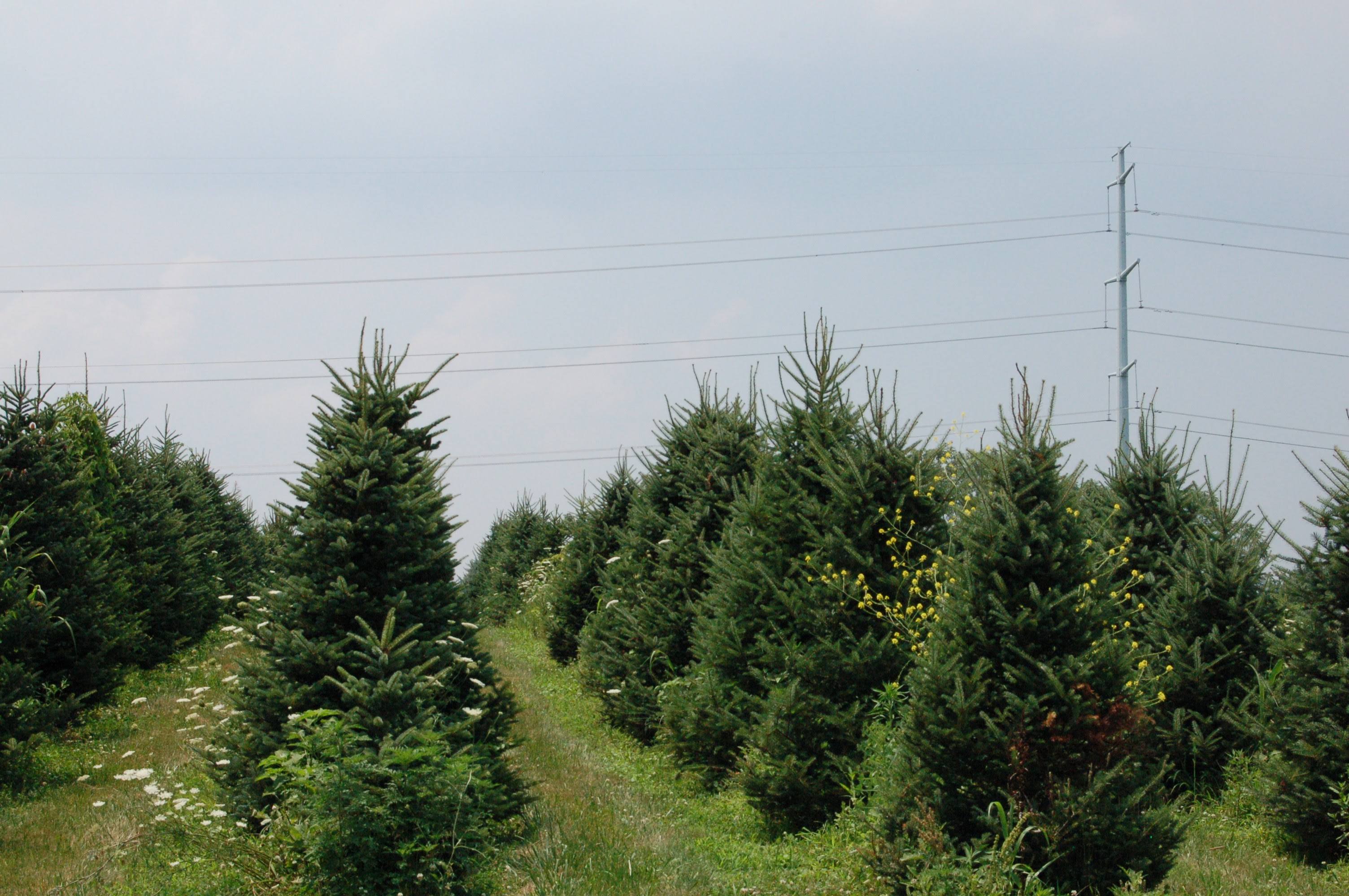 Rows of Christmas trees growing at Spring Valley Tree Farm