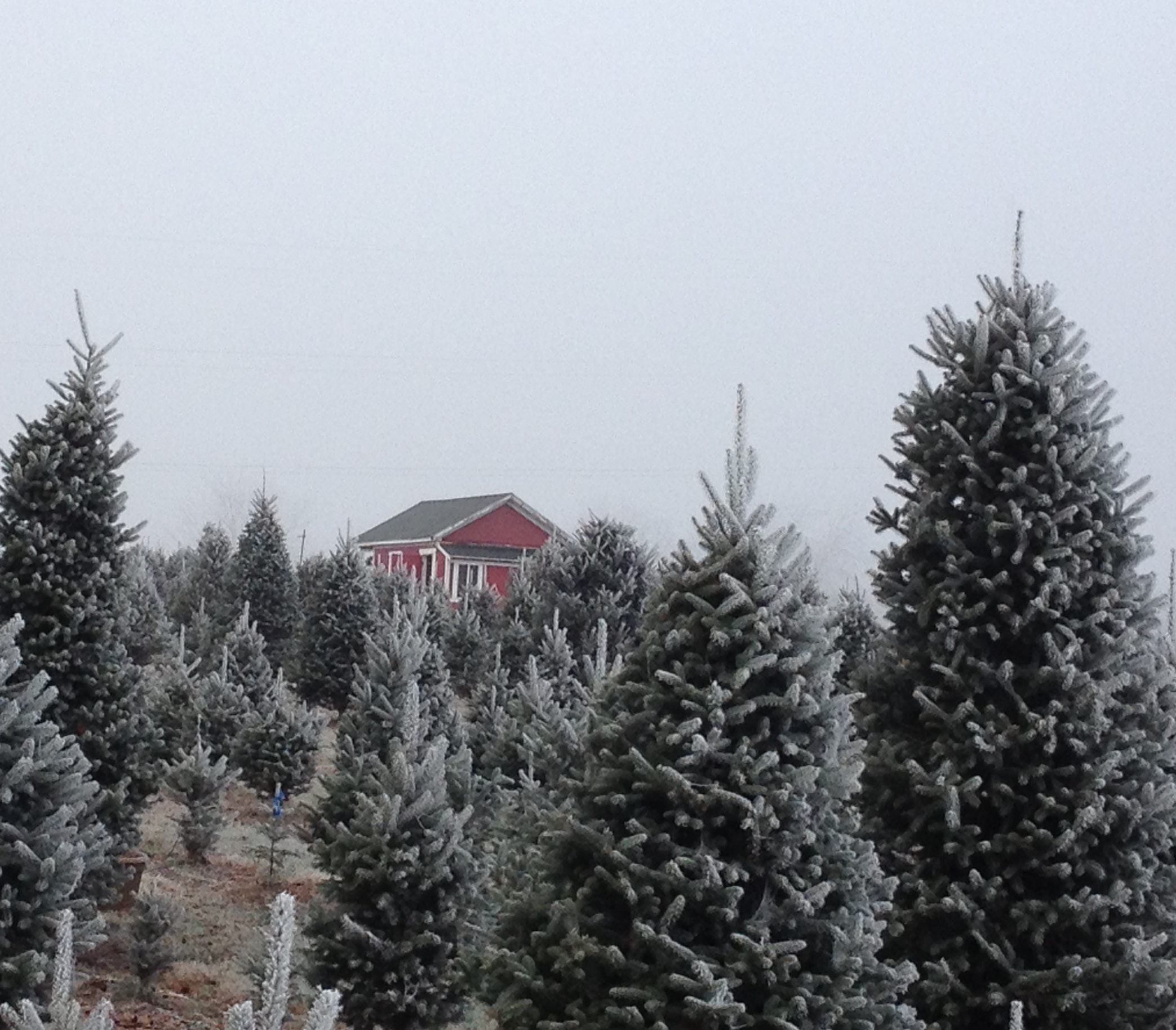 Christmas trees at Spring Valley Tree Farm