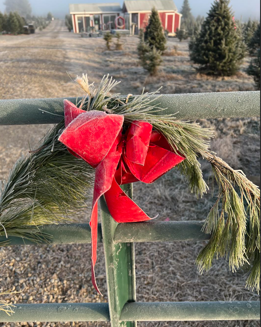Spring Valley Tree Farm gate with red ribbon